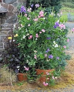 Flowers at Dick Turpin Cottage