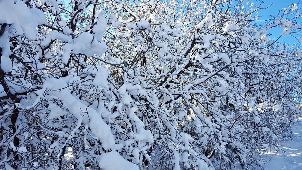 Snow-laden branches of a tree in winter under a clear blue sky.